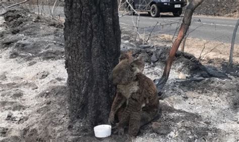 Menyambut tahun yang baru, australia merah dari gambar yang beredar di jagad maya, beginilah penampakan memilukannya kebakaran di australia. 8 Kategori Punca-Punca Kebakaran di Australia | Iluminasi