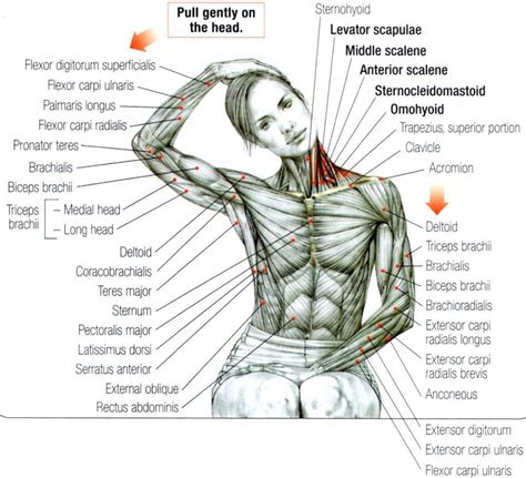 Diagram Posterior Shoulder Muscle Diagram Mydiagramonline