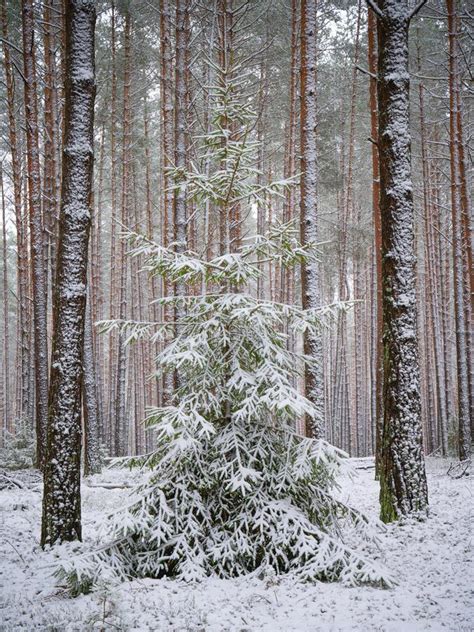 Spruce Tree In Winter Forest Stock Image Image Of Cold Natural
