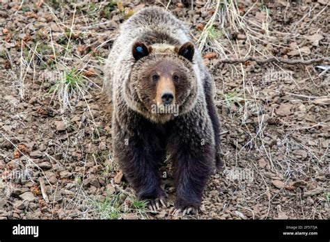Grizzly Bear In Habitat Stock Photo Alamy