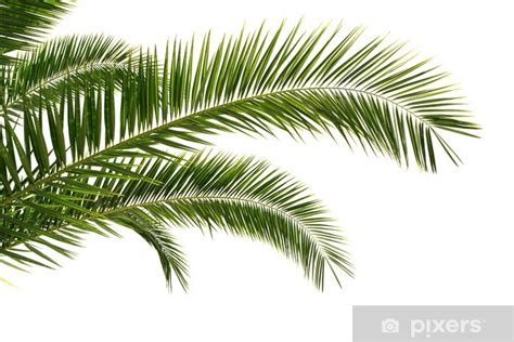 Wall Mural Palm Tree Leaves Isolated Pixersus
