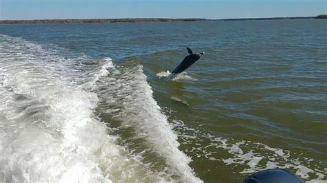 Dolphins Jumping Behind Boat Youtube