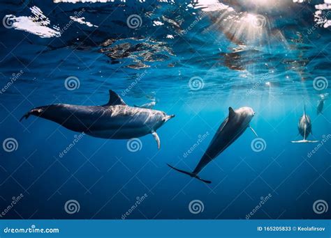 Pod Of Spinner Dolphins Underwater In Blue Sea With Sun Light Stock