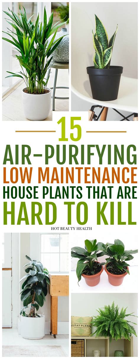 The Best Air Purifying Plants That Are Super Low Maintenance And Hard