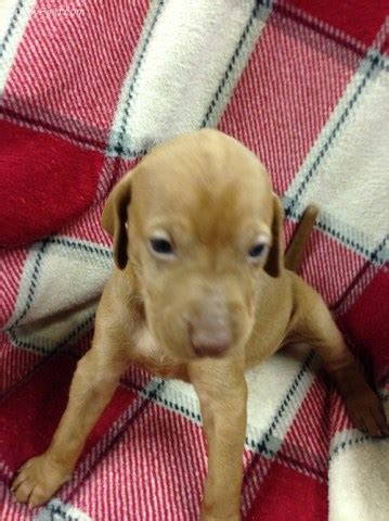 Vizslas are very affectionate and need human contact. Vizsla puppy dog for sale in willis, Michigan