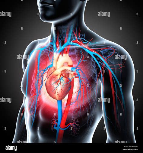 Male Cardiovascular System Artwork Stock Photo Alamy