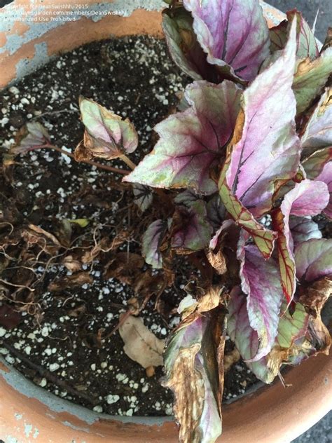 I've recently become interested in rex begonias and i've acquired a few different plants over several months. Garden Pests and Diseases: Foliar Nematodes or Fungus ...