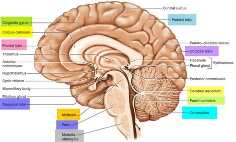 Brain Stem Anatomy Function Brain Stem Stroke Brain Stem Tumor