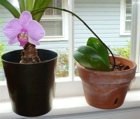 Phalaenopsis Orchid Cutting Flower Spike Best Flower Site