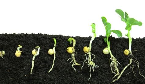 Germination Everything You Need To Know