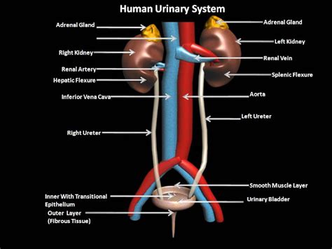 The Urinary System And Its Functions The Best Porn Website