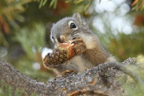 Do Squirrels Eat Pine Cones Yes They Even Collect Pine Cones