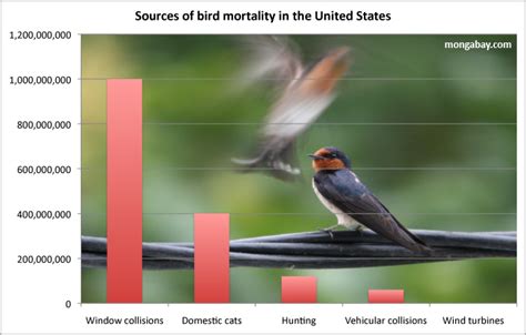 New Glass Could Reduce One Billion Annual Bird Deaths From Us Window