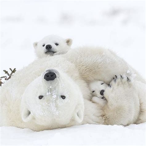 Vancouver Photographer Daisygilardinis Photo Of A Mother Polar Bear