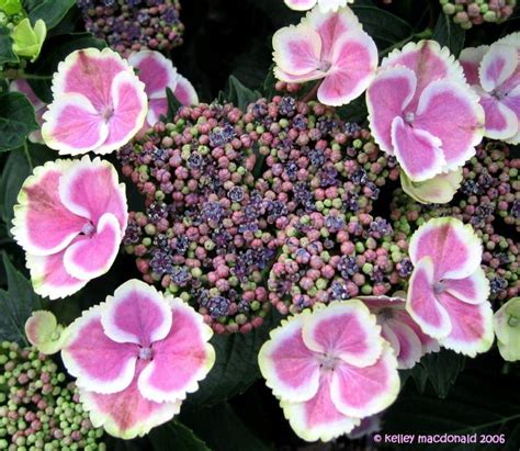 Plantfiles Pictures Bigleaf Hydrangea French Hydrangea Mophead