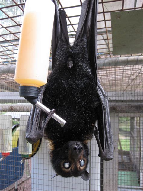 Adopt Ray The Black Flying Fox Tolga Bat Hospital Australia