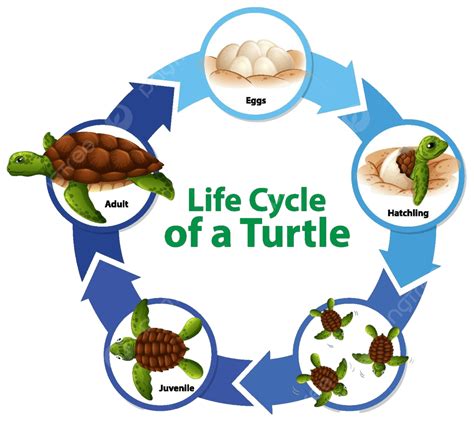 رسم بياني يوضح دورة حياة بيئة السلاحف التي تعيش على قيد الحياة المتجه
