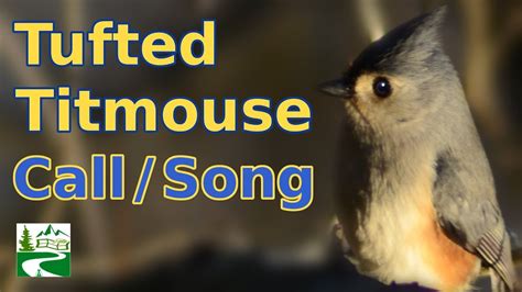Find the songs with bpms to match your running, walking, cycling or spinning pace. Tufted titmouse call / singing / song / sounds - YouTube