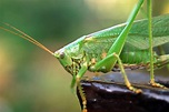 locust Free Photo Download | FreeImages