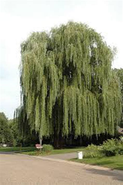 A popular golden weeping willow, salix alba 'tristis' is a large deciduous tree boasting a stout trunk topped by a graceful open crown of pendulous, brilliant yellow white willow 'tristis', golden weeping willow, salix alba 'vitellina pendula', salix alba 'vitellina tristis', salix vitellina 'pendula', salix alba. Salix Alba Tristis / Saule pleureur | Pépinière Dominique ...