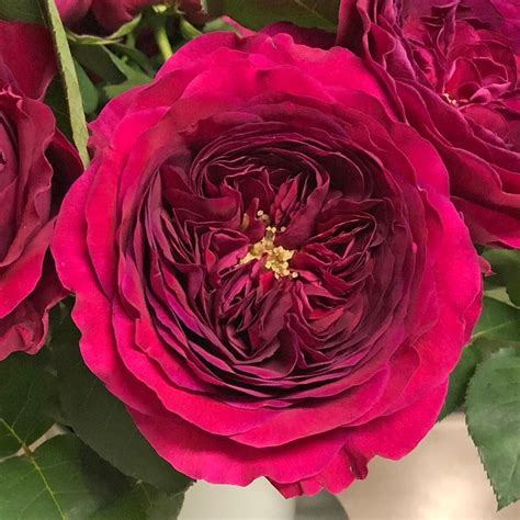 Alexandra Farms Garden Roses On Instagram “as Darcey Auschariot