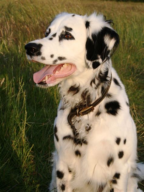 Long Coated Dalmatian Dalmatian Dogs Beautiful Dogs Rare Dog Breeds