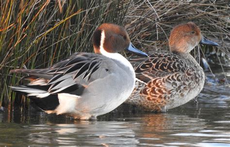 Northern Pintail By Doug Kelson Birdguides