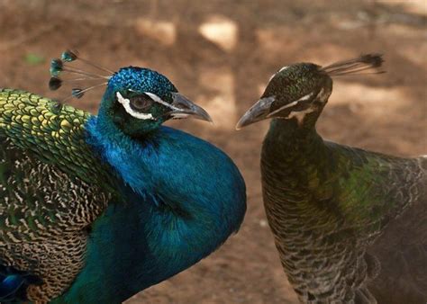 How Do Peacocks Mate And Their Mating Rituals Bion Free