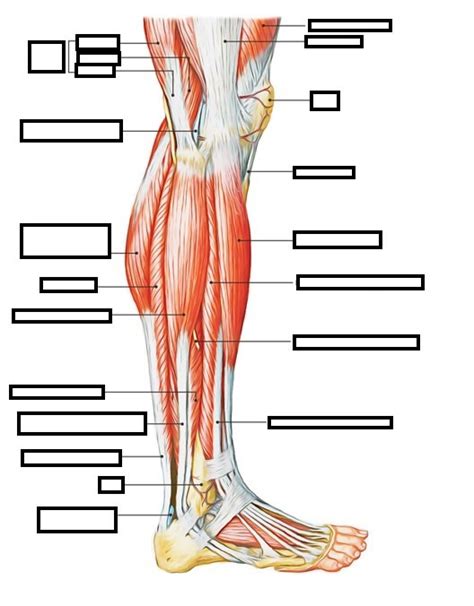 Lateral Lower Leg Muscles Diagram Quizlet