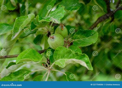 Young Small Green Fruits And Leaves In A Large Apple Tree In Direct