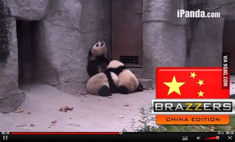 Meanwhile On Panda Cam 9gag