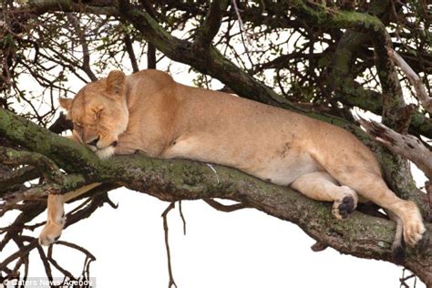 Lioness Caught Cat Napping In The Branches Of A Tree