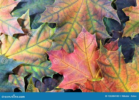 Autumn Leaves Falling The Colors Are Different Stock Image Image Of