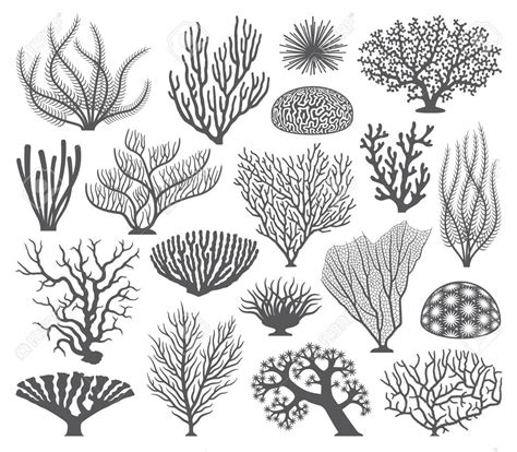 Collection Of Many Different Coral And Coral Formations Vector