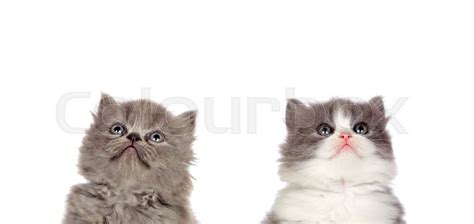 Two Funny Grey Cats Lookin Up Isolated Stock Image Colourbox
