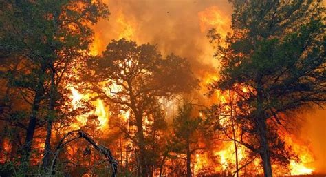 Kamu Yakin Kebakaran Hutan Yang Terjadi Disebabkan Oleh Gelombang El