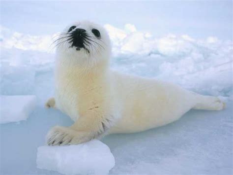 Cool Photo Pict Beautiful And Stunning Polar Animals Of