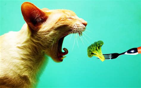 Canned and dried chickpeas have a low glycemic index. Can Cats Eat Broccoli?