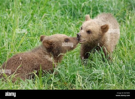 Two Young Brown Bear Cubs Rubbing Noses In Meadow Stock Photo Alamy