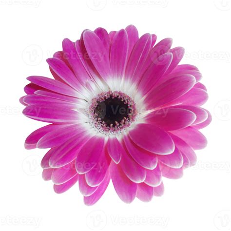 Free Pink Gerbera Flower 21454750 Png With Transparent Background