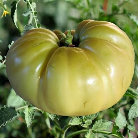 Great White Tomato Seeds 30 Seeds Beefsteak Type Non Gmo Free
