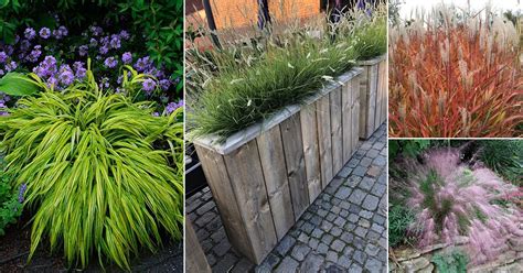 15 Best Ornamental Grasses For Shade Balcony Garden Web