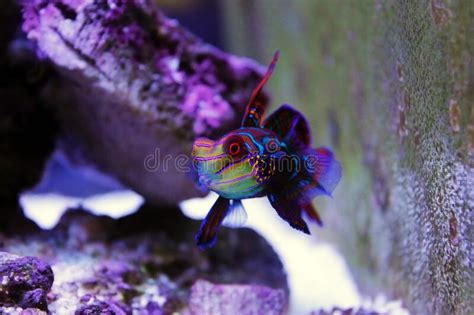 Synchiropus Splendidus The Mandarin Fish One Of The Most Colorful