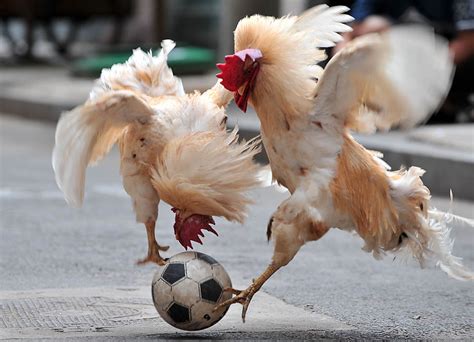 Funny Animals Are Playing Soccer Funny Animals