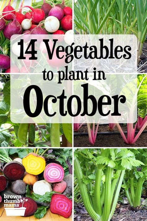 When To Plant Fall Vegetables Firide