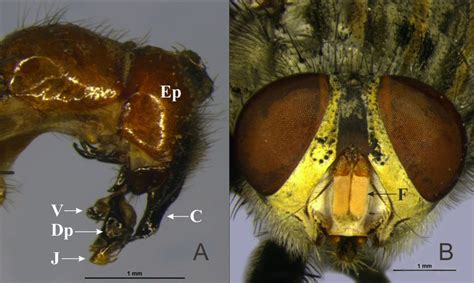 A B Terminalia In Lateral View And Head In Frontal View Of Sarcophaga