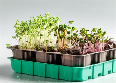 6 Easy Steps To Grow Hydroponic Microgreens Indoors Two Peas In A Condo
