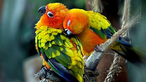 Best Colourful Birds Wallpapers Free Hd Desktop Wallpapers Download Images