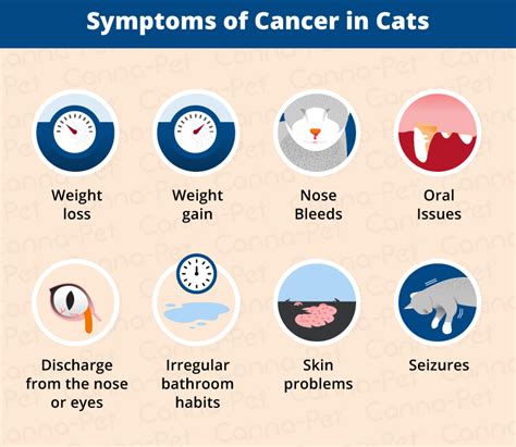 Cancer In Cats Causes Symptoms And Treatments Canna Pet