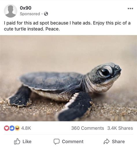 22 Awesome Turtle Memes Wallpapers